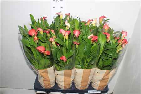 Горшечные цветы и растения оптом Zant Ov 5+ от 8шт из Голландии с доставкой по России