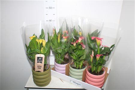 Горшечные цветы и растения оптом Zant Gem In Keramiek от 6шт из Голландии с доставкой по России