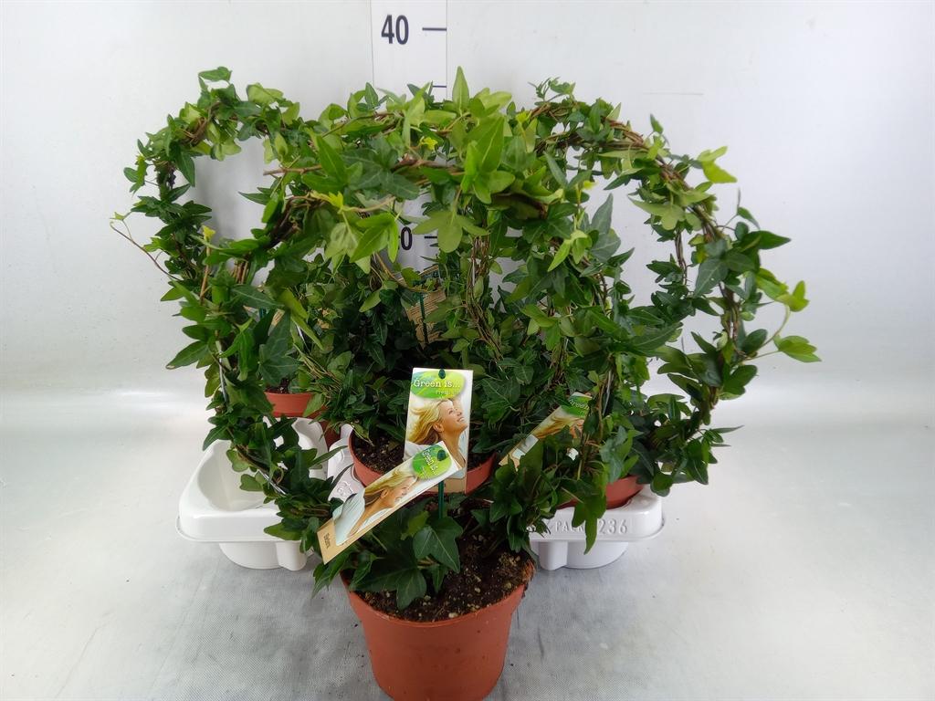 Горшечные цветы и растения оптом Hedera   ...green Leafed от 6шт из Голландии с доставкой по России