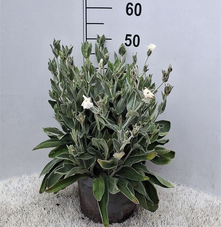 Горшечные цветы и растения оптом Lychnis   ... от 1шт из Голландии с доставкой по России