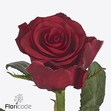 Срезанные цветы оптом Rosa large red tacazzi от 50шт из Голландии с доставкой по России