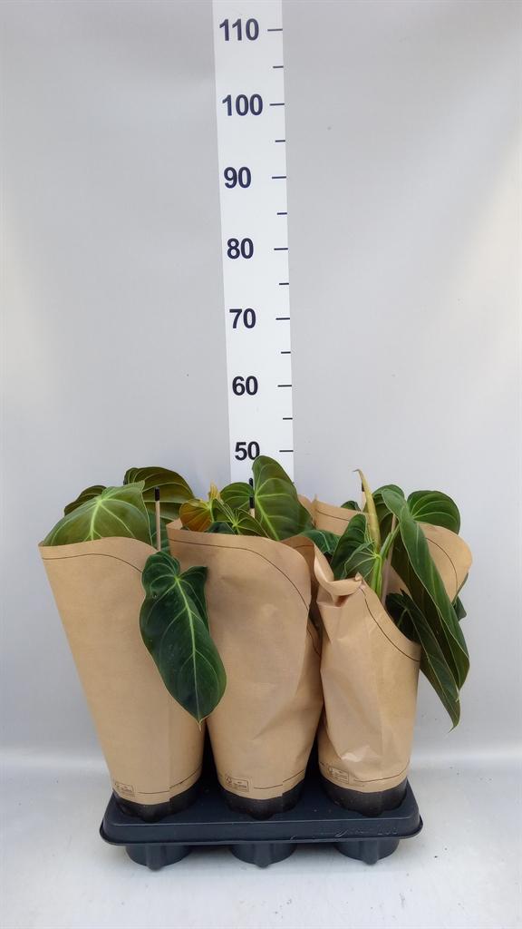 Горшечные цветы и растения оптом Philodendron Melanochrysum от 6шт из Голландии с доставкой по России