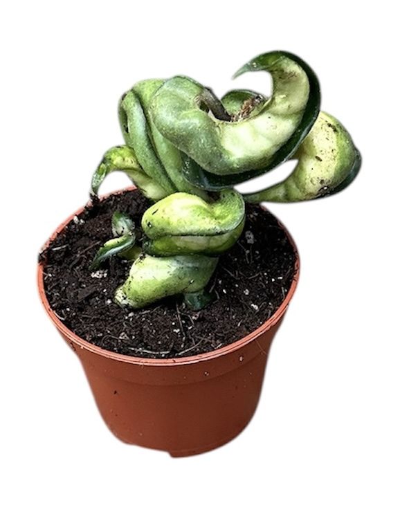 Горшечные цветы и растения оптом Hoya Compacta Mauna Loa от 1шт (для телеги) из Голландии с доставкой по России