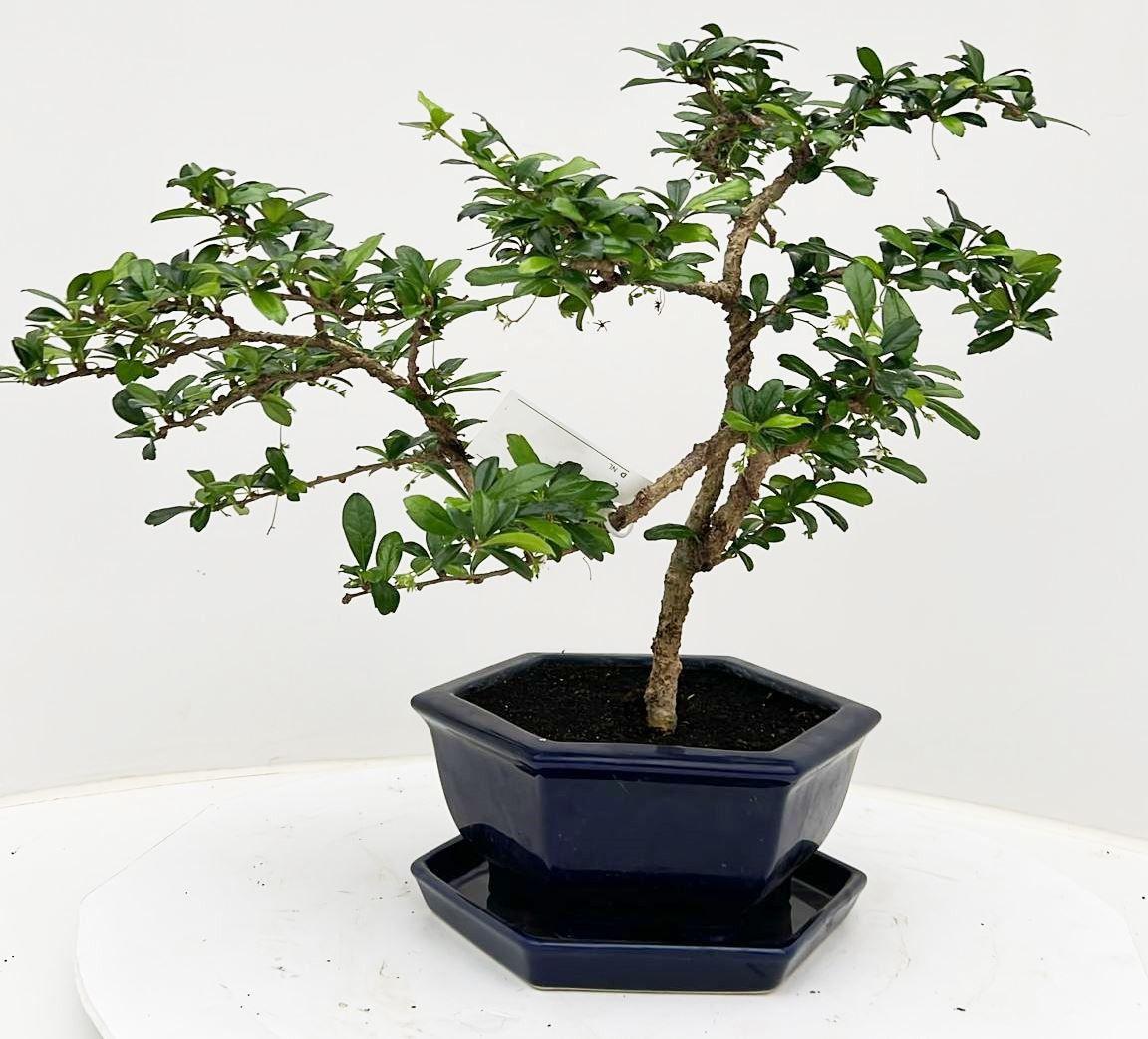 Горшечные цветы и растения оптом Bonsai With Driptray от 1шт из Голландии с доставкой по России