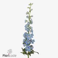 Срезанные цветы оптом Delphinium do magic fountains skyblue whitebee от 40шт из Голландии с доставкой по России