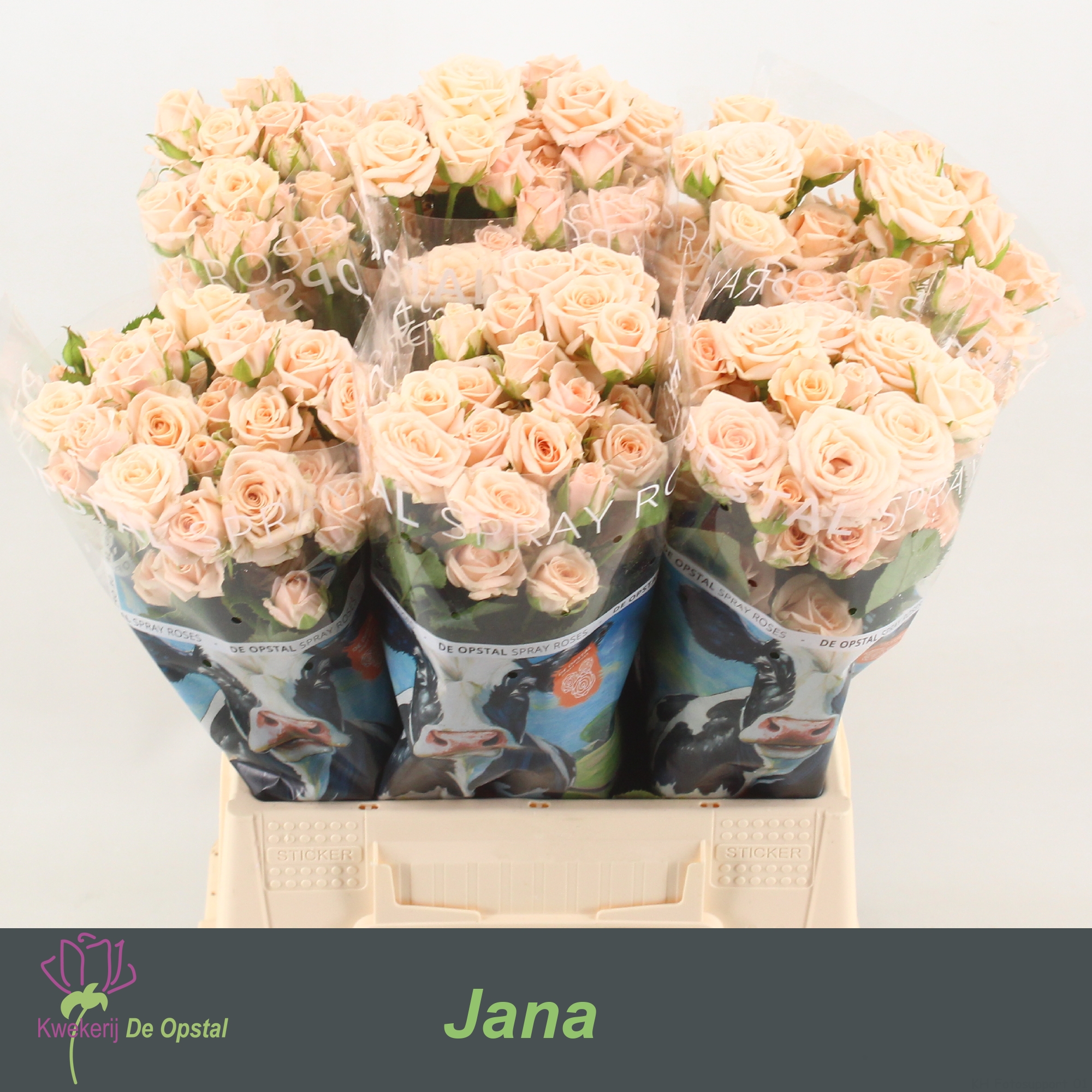 Срезанные цветы оптом Rosa spray jana от 60шт из Голландии с доставкой по России