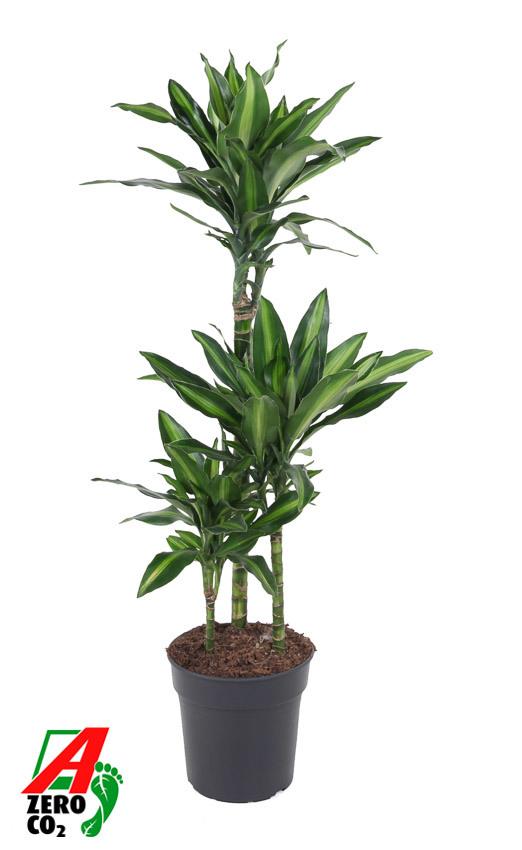 Горшечные цветы и растения оптом Dracaena Silindo 60-30-15 от 1шт из Голландии с доставкой по России