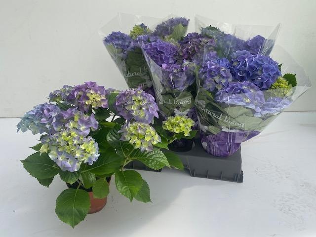 Горшечные цветы и растения оптом Hydr M Early Blue от 5шт из Голландии с доставкой по России