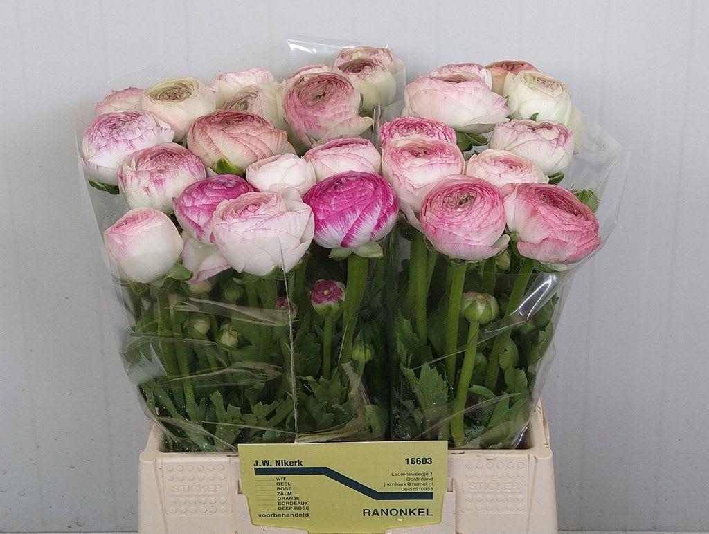 Срезанные цветы оптом Ranunculus azur pink stripe от 40шт из Голландии с доставкой по России