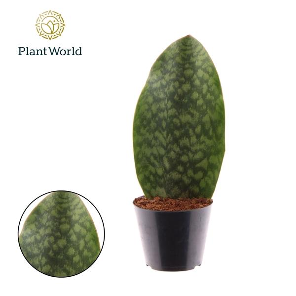 Горшечные цветы и растения оптом Sansevieria Masoniana Whale Fin от 11шт из Голландии с доставкой по России
