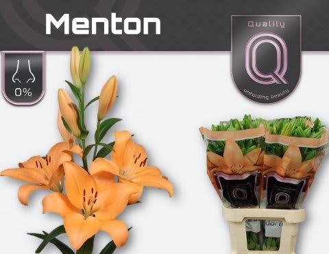 Срезанные цветы оптом Lilium la menton от 60шт из Голландии с доставкой по России