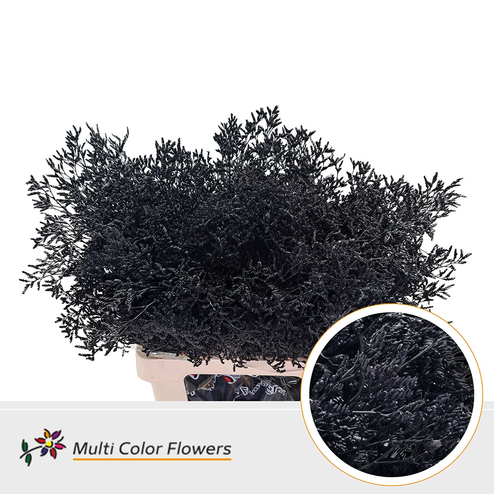 Срезанные цветы оптом Limonium paint black от 50шт. из Голландии с доставкой по России