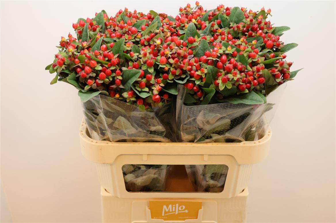 Срезанные цветы оптом Hypericum mag triumph от 125шт из Голландии с доставкой по России