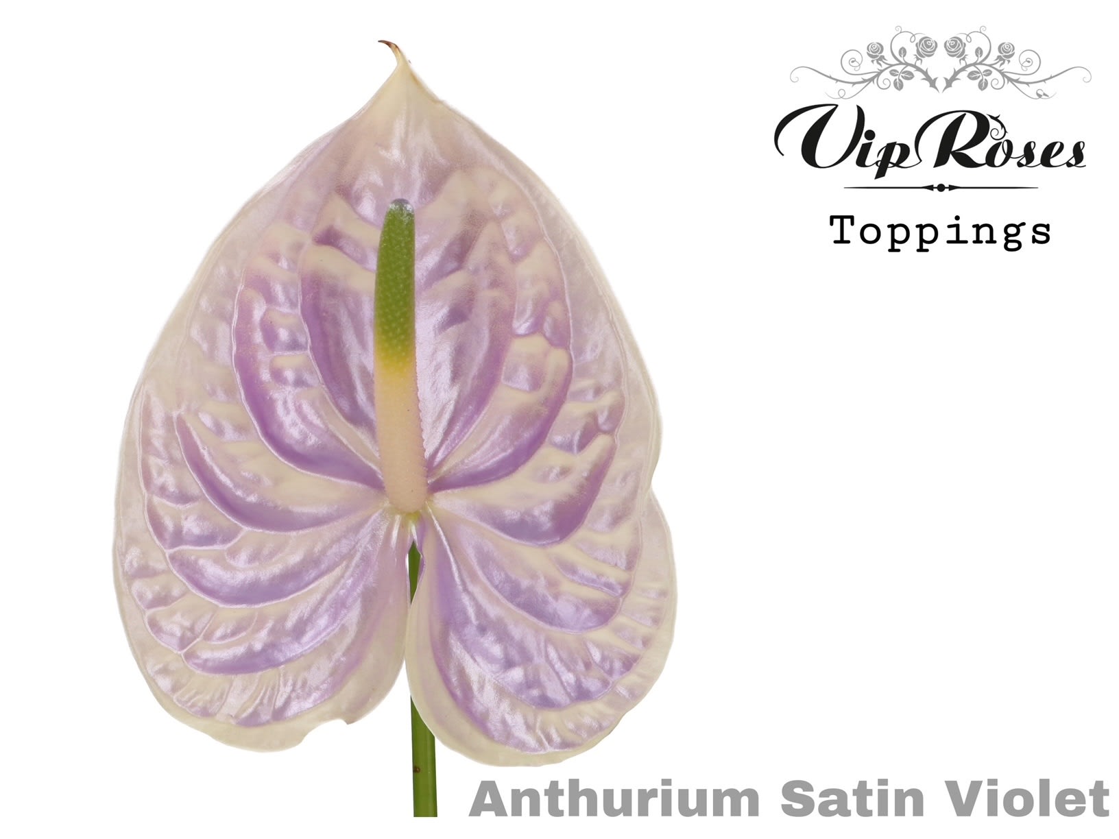 Срезанные цветы оптом Anthurium paint soft yellow от 12шт из Голландии с доставкой по России