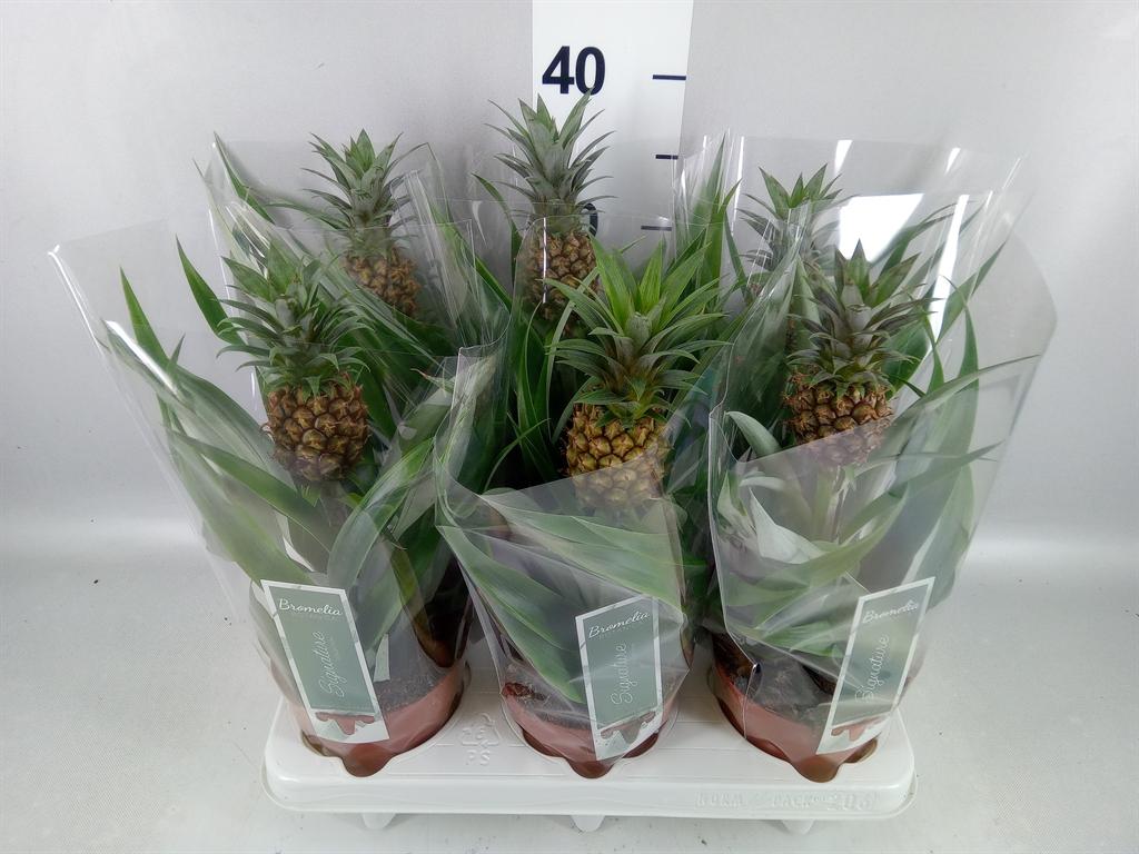 Горшечные цветы и растения оптом Ananas rosita от 6шт из Голландии с доставкой по России