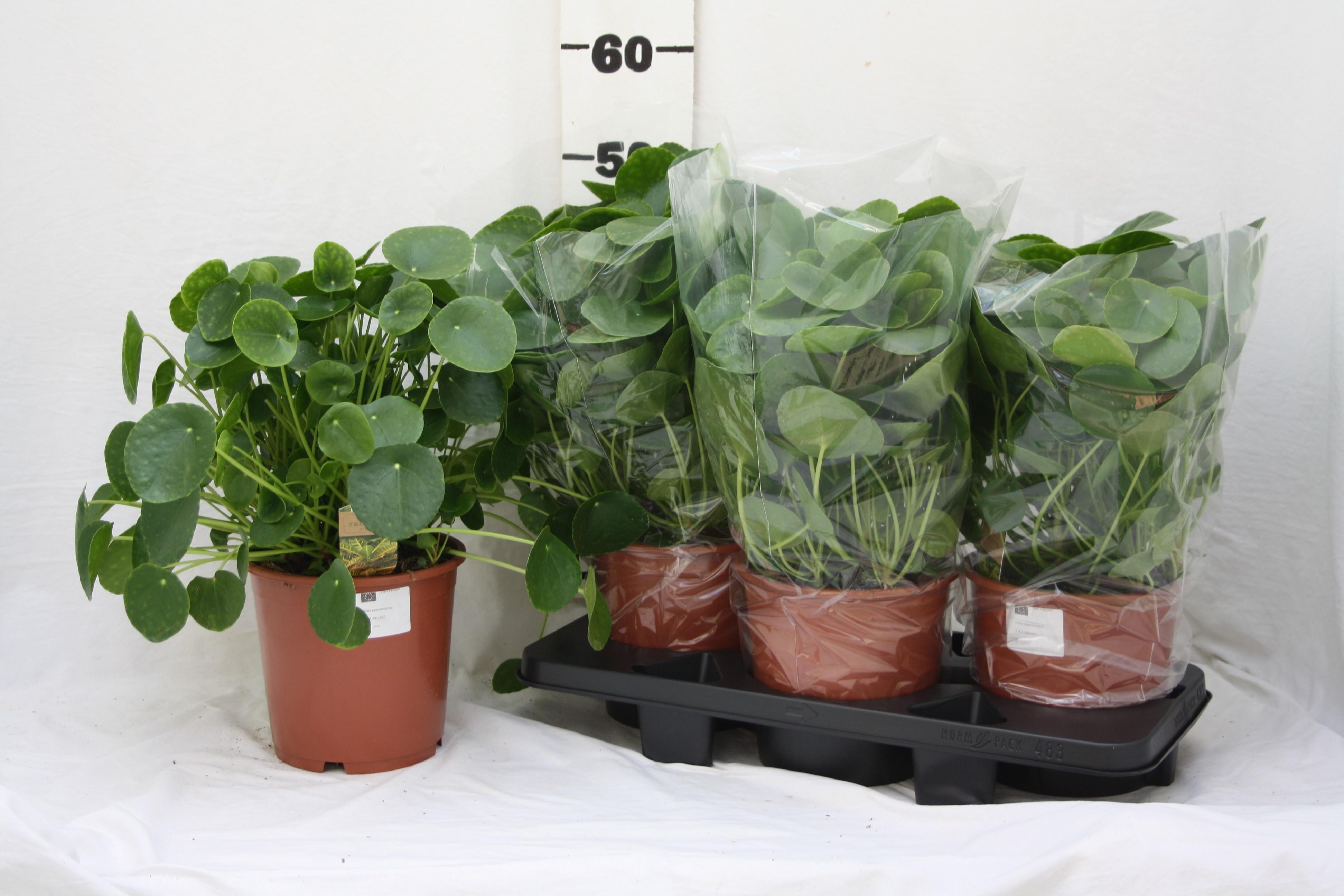 Горшечные цветы и растения оптом Pilea Peperomioides от 3шт из Голландии с доставкой по России