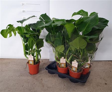Горшечные цветы и растения оптом Monstera Deliciosa 17cm от 6шт из Голландии с доставкой по России