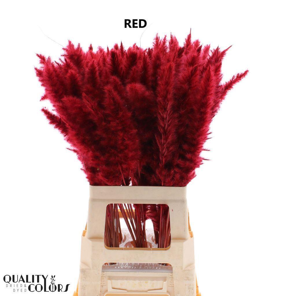 Срезанные цветы оптом Cortaderia paint red от 100шт из Голландии с доставкой по России