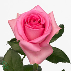 Срезанные цветы оптом Rosa large revival от 60шт из Голландии с доставкой по России