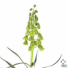 Срезанные цветы оптом Fritillaria per ivory bells от 20шт из Голландии с доставкой по России