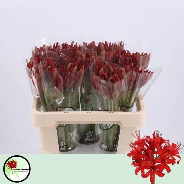 Срезанные цветы оптом Nerine lydia от 100шт из Голландии с доставкой по России