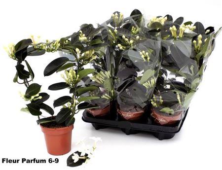 Горшечные цветы и растения оптом Steph Fl Ov 6-9+ от 6шт из Голландии с доставкой по России