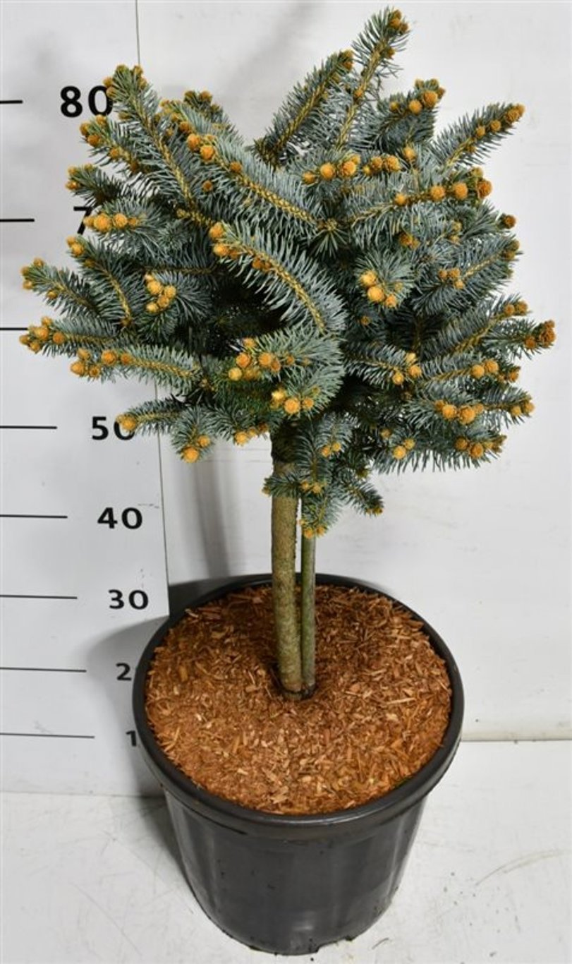 Горшечные цветы и растения оптом Picea Pungens Glauca Globosa On Stem от 1шт из Голландии с доставкой по России