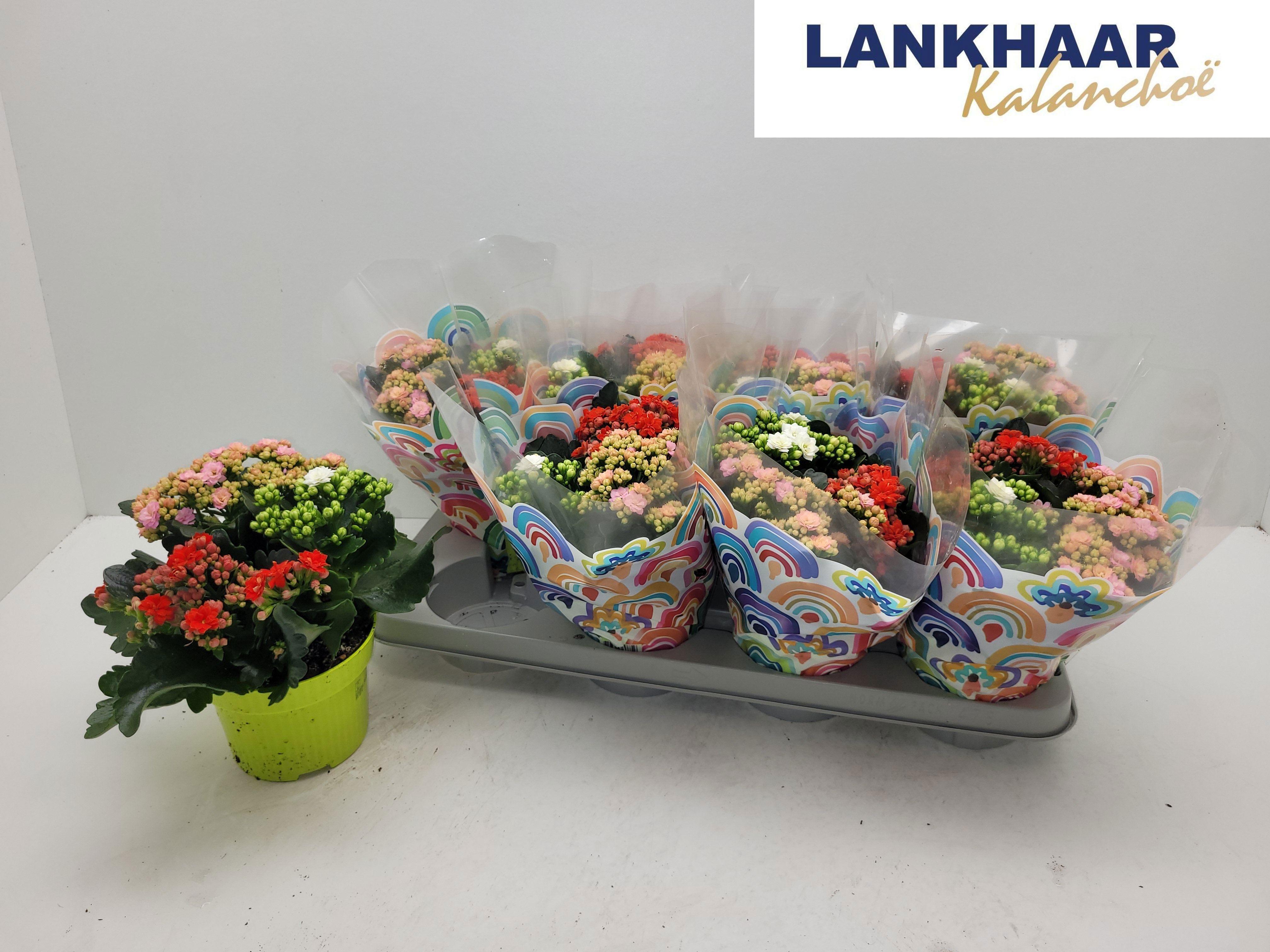 Горшечные цветы и растения оптом Kal Ge Gem I Pot от 8шт из Голландии с доставкой по России