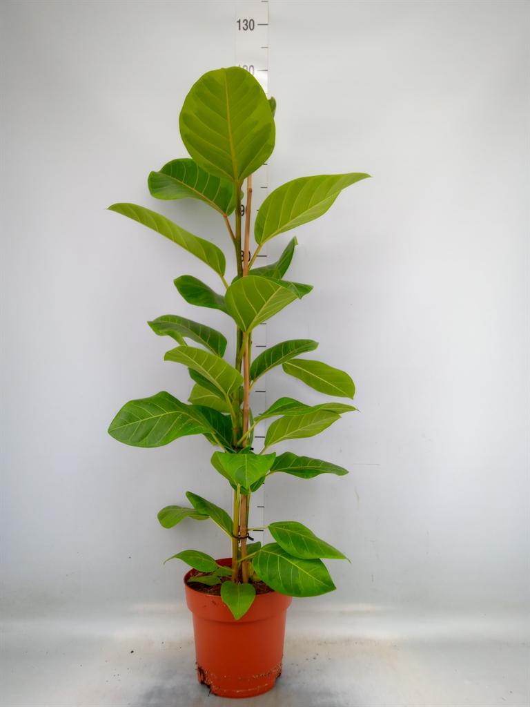 Горшечные цветы и растения оптом Ficus Altissima Yellow от 1шт из Голландии с доставкой по России