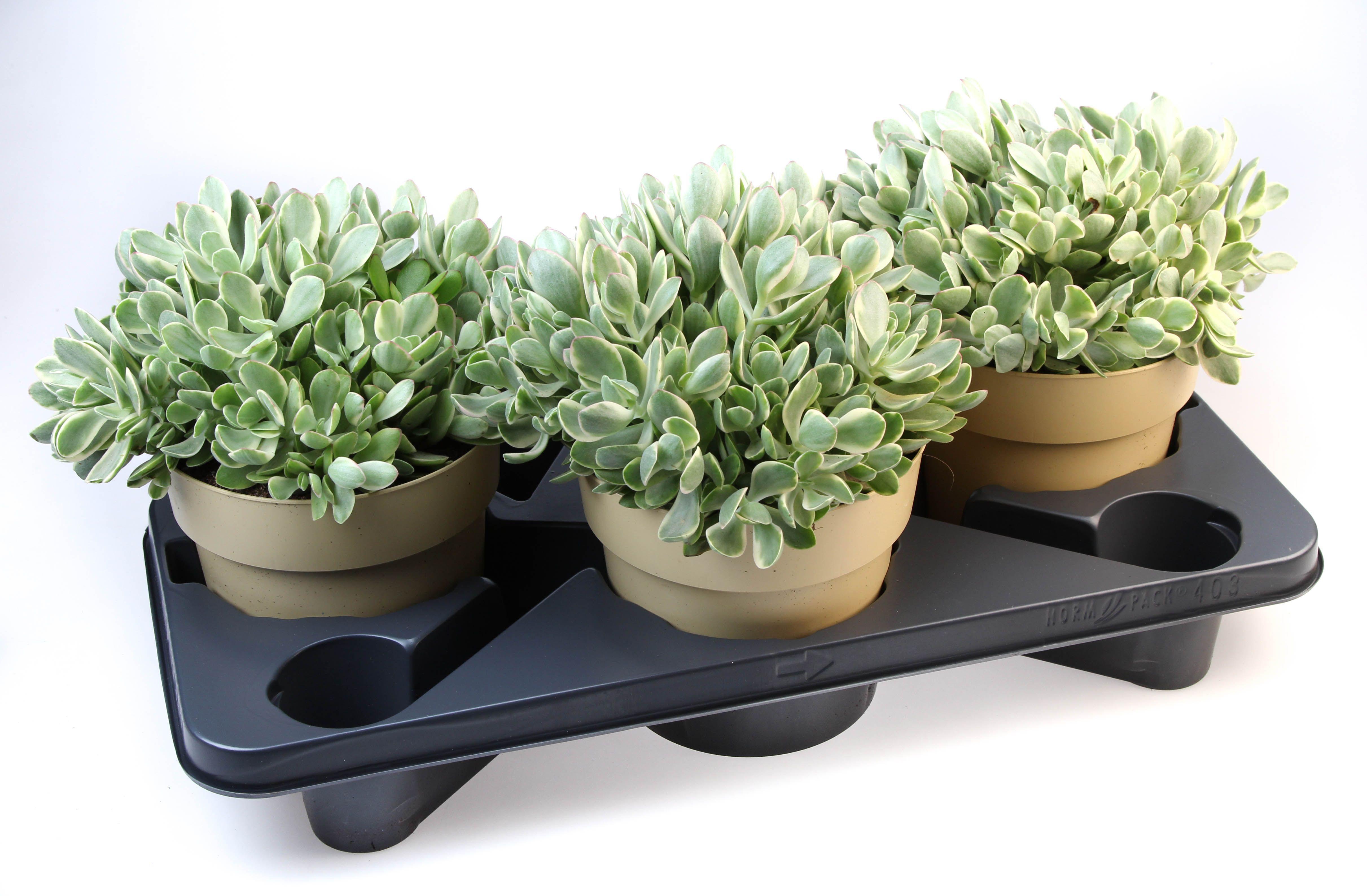 Горшечные цветы и растения оптом Crassula Moneymaker от 3шт из Голландии с доставкой по России