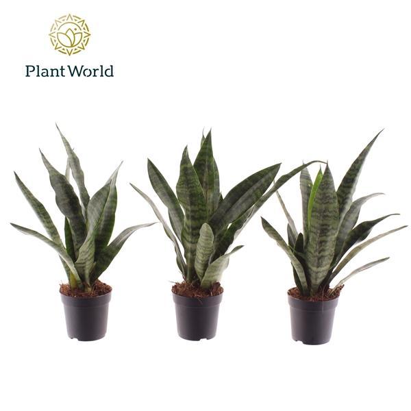Горшечные цветы и растения оптом Sansevieria Black Coral (decorum) от 16шт (для телеги) из Голландии с доставкой по России