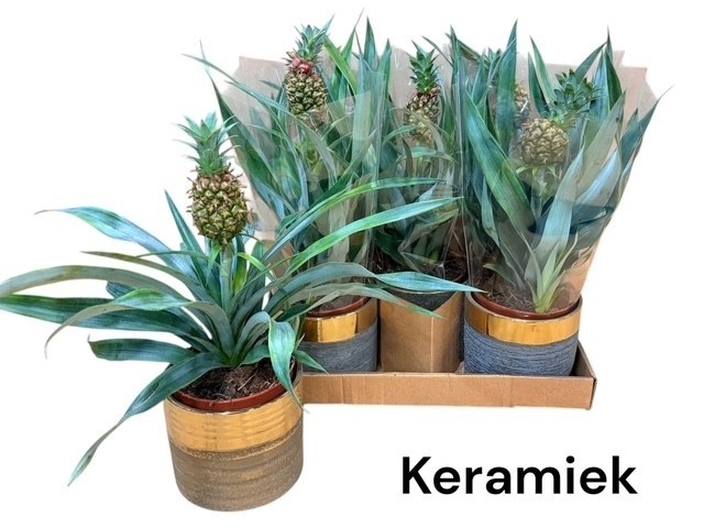 Горшечные цветы и растения оптом Ananas Ov от 5шт из Голландии с доставкой по России