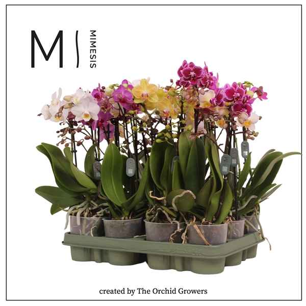Горшечные цветы и растения оптом Phal 2st Mutanten Mix (orchid Growers) от 12шт из Голландии с доставкой по России
