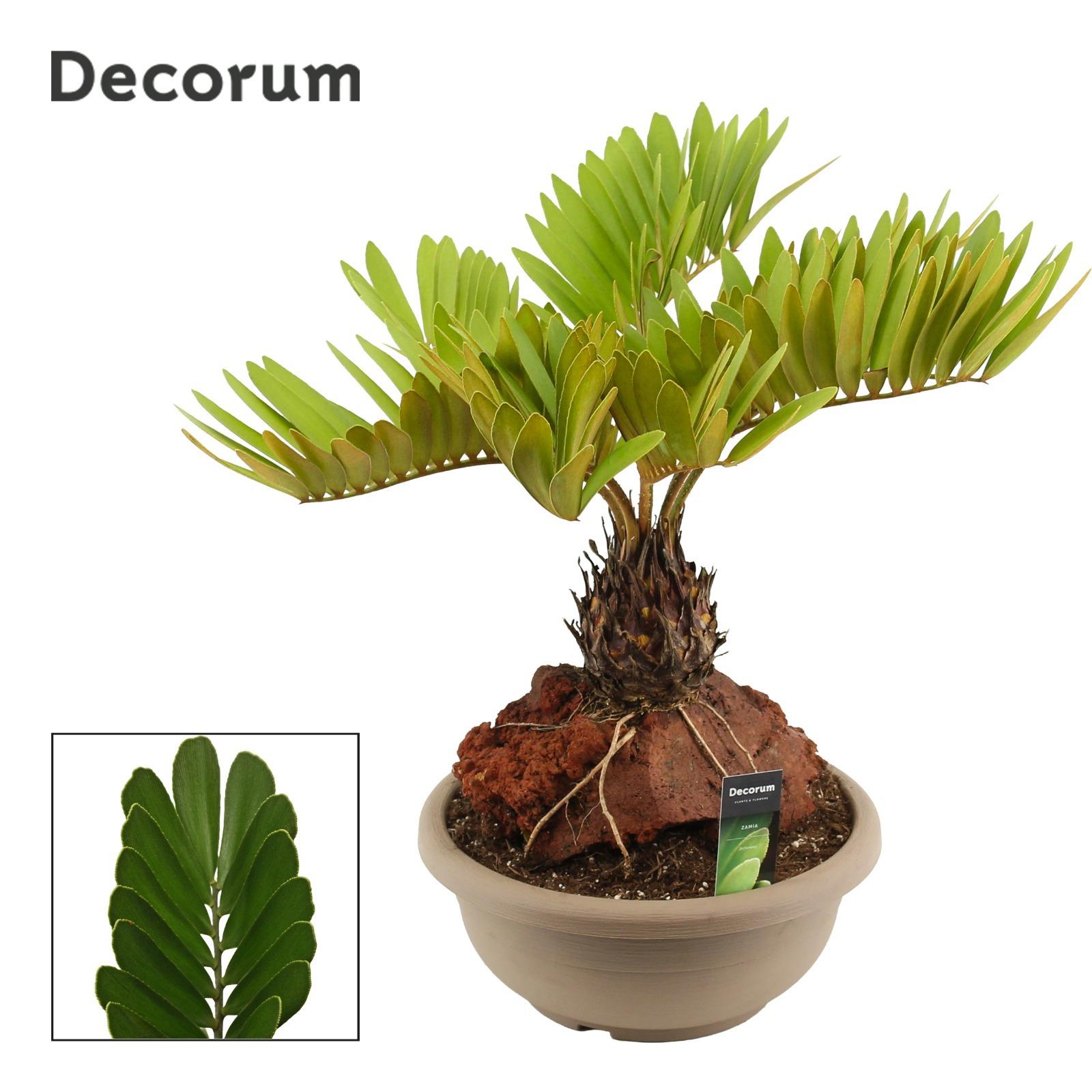 Горшечные цветы и растения оптом Zamia Furfuracea (decorum) от 1шт из Голландии с доставкой по России