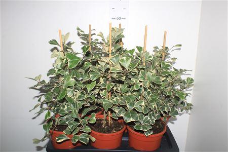 Горшечные цветы и растения оптом Fic Natal Sweetheart от 6шт из Голландии с доставкой по России