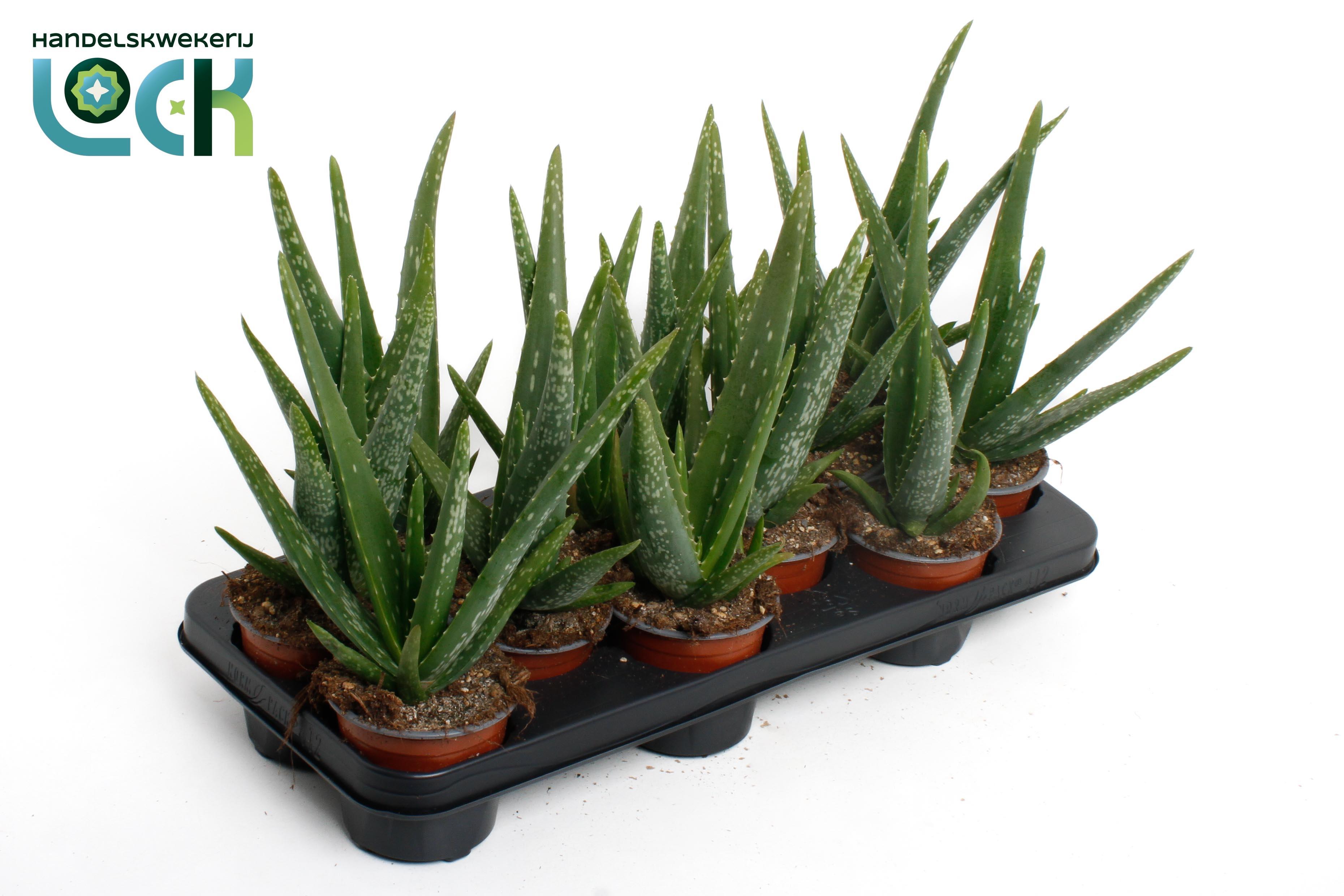 Горшечные цветы и растения оптом Aloe Vera от 12шт из Голландии с доставкой по России