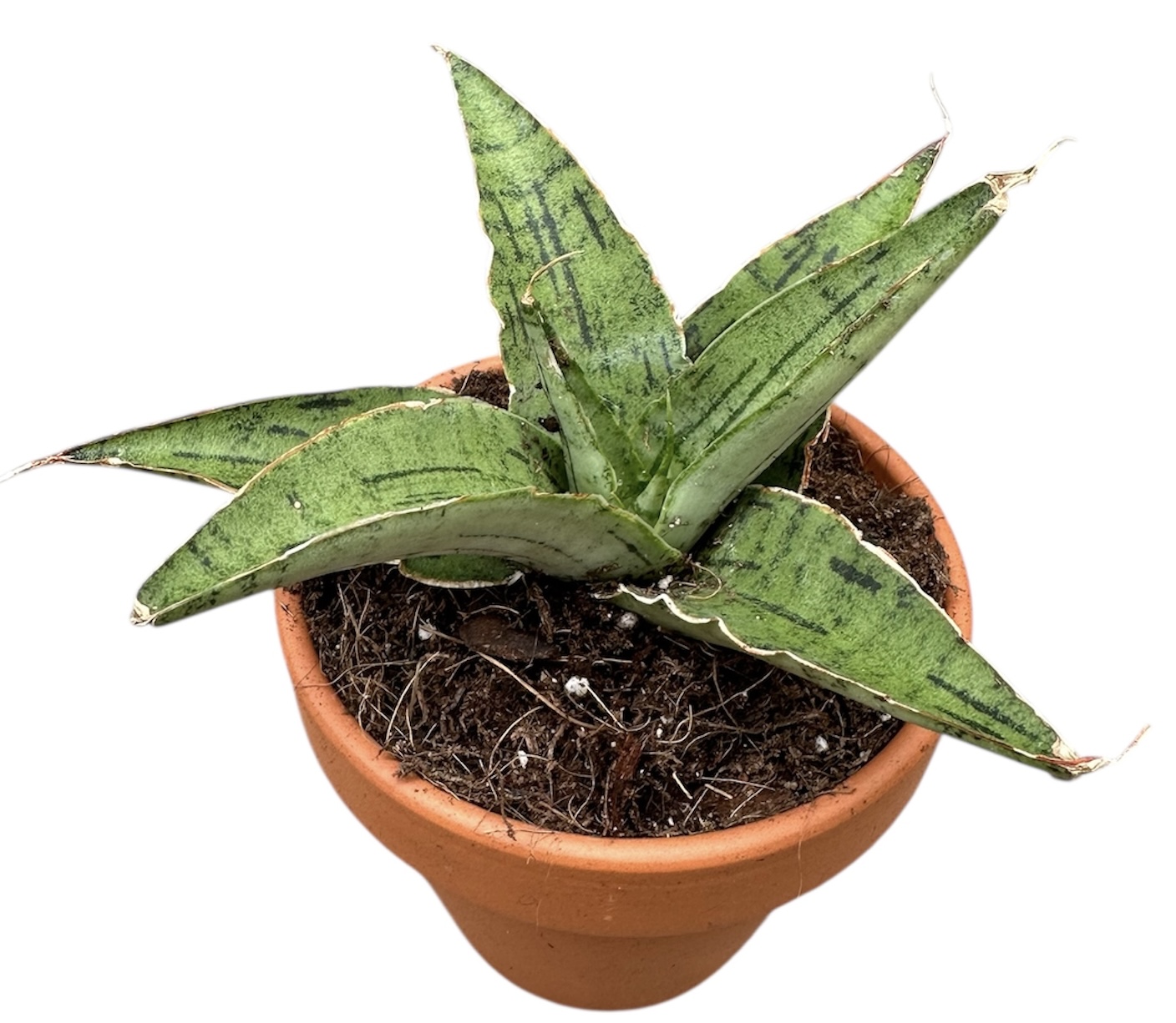 Горшечные цветы и растения оптом Sansevieria Snowflake от 1шт (для телеги) из Голландии с доставкой по России