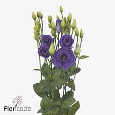 Срезанные цветы оптом Lisianthus do rosita bright blue от 40шт из Голландии с доставкой по России