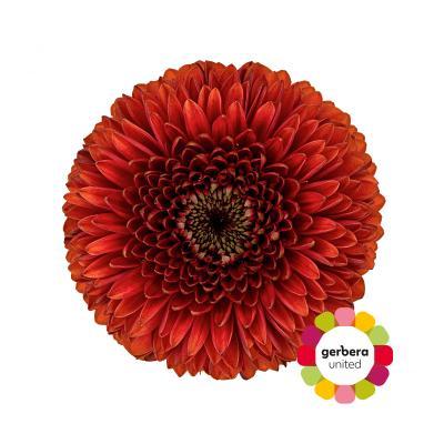 Срезанные цветы оптом Germini gerponi rizzo от 30шт из Голландии с доставкой по России