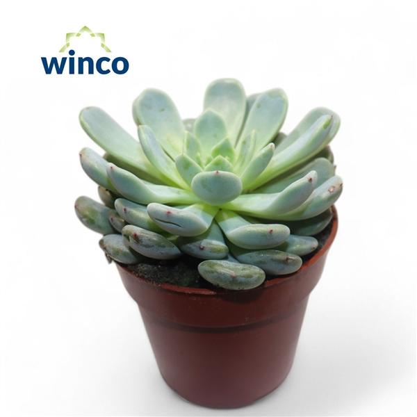 Горшечные цветы и растения оптом Echeveria Baena от 18шт (для телеги) из Голландии с доставкой по России