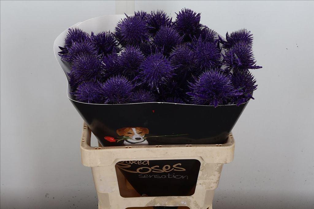 Срезанные цветы оптом Eryngium wax purple от 10шт из Голландии с доставкой по России