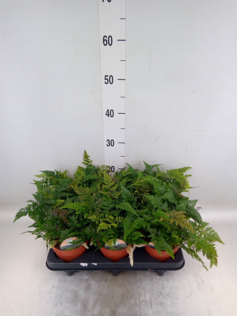 Горшечные цветы и растения оптом Humata Griffithiana Var. Tyermannii от 6шт из Голландии с доставкой по России