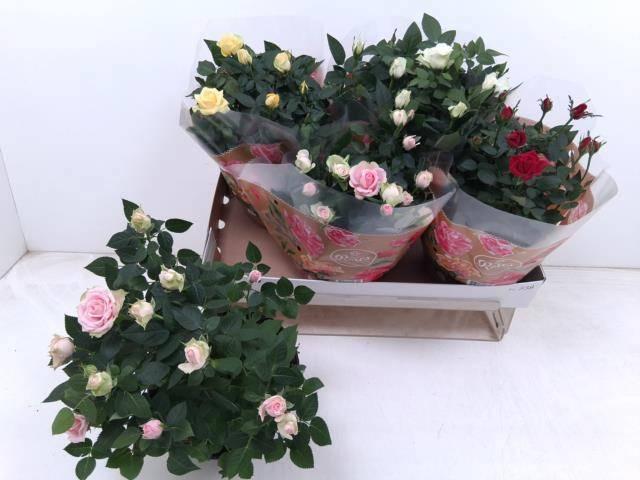 Горшечные цветы и растения оптом Ro Fav Ro Gem 4 Srt от 4шт из Голландии с доставкой по России