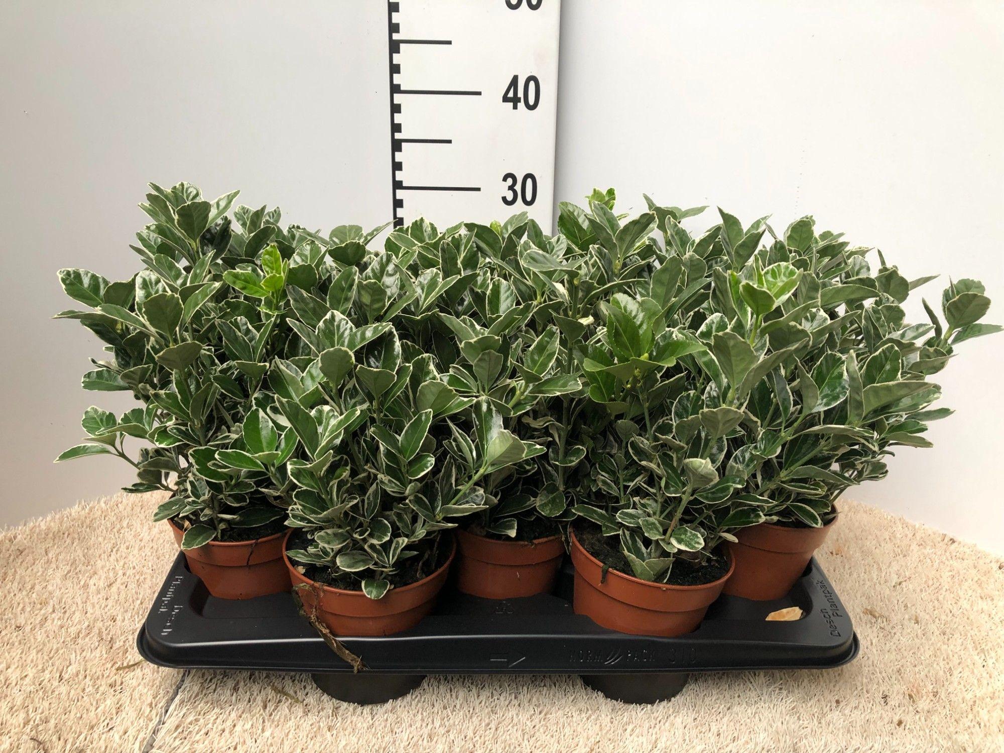 Горшечные цветы и растения оптом Euonymus Jap. Kathy от 10шт из Голландии с доставкой по России