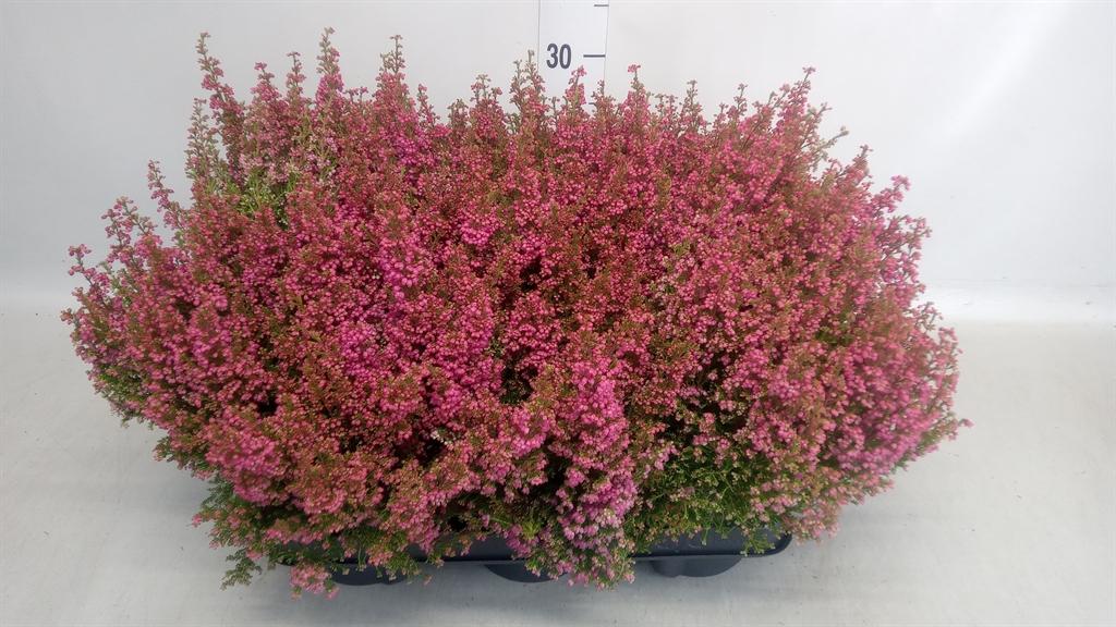 Горшечные цветы и растения оптом Erica Gracilis ...red от 6шт из Голландии с доставкой по России