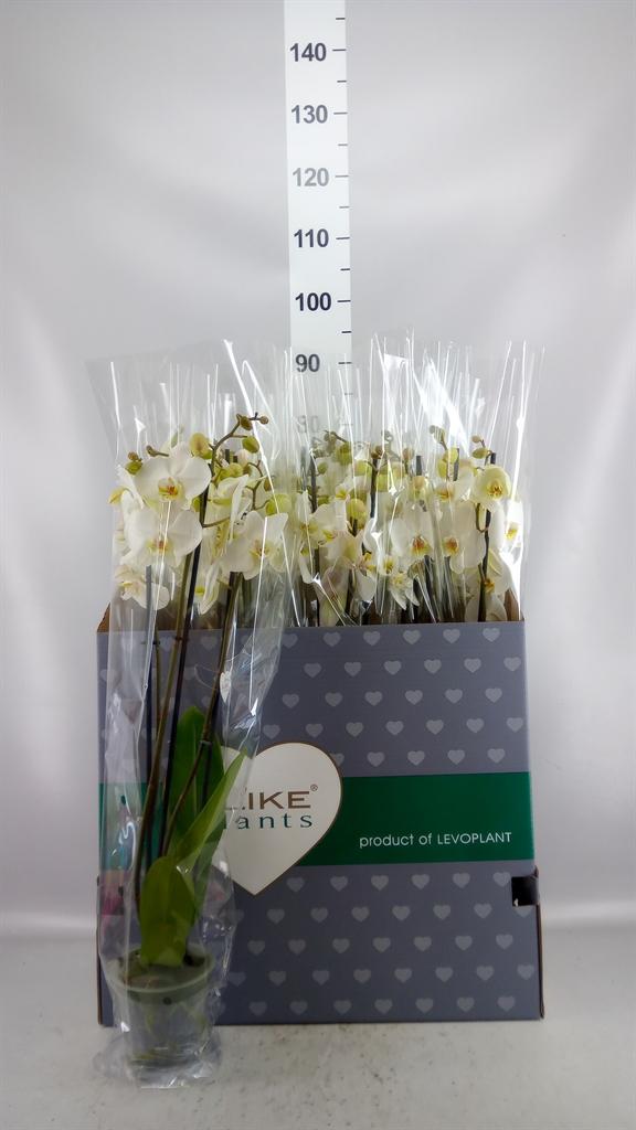 Горшечные цветы и растения оптом Phalaenopsis ...white от 12шт из Голландии с доставкой по России