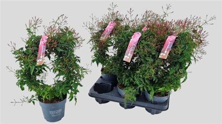 Горшечные цветы и растения оптом Jasm Polyanthum Rz 300+ от 6шт из Голландии с доставкой по России