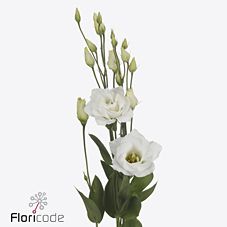 Срезанные цветы оптом Lisianthus do arena giant white от 40шт из Голландии с доставкой по России