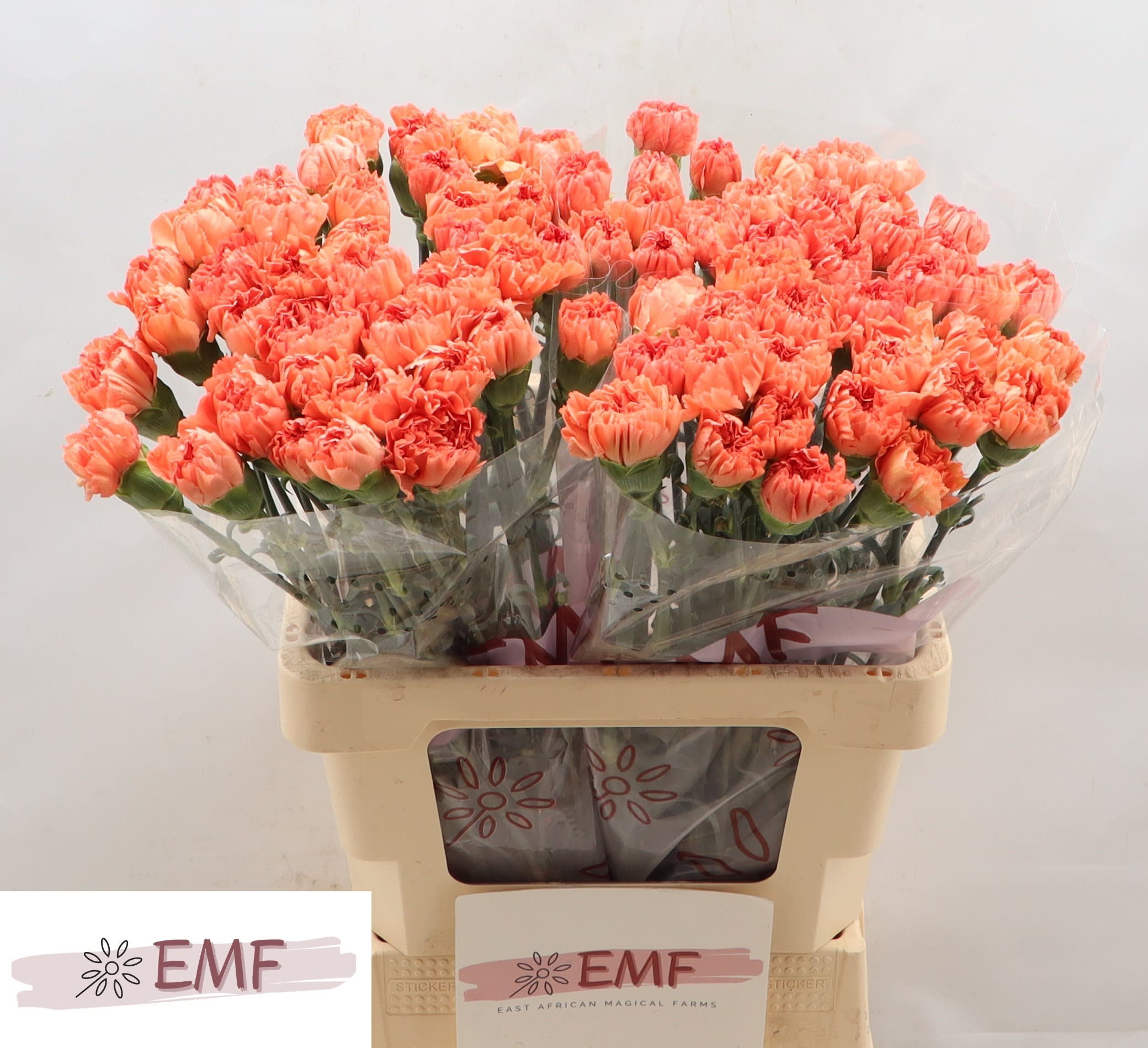 Срезанные цветы оптом Dianthus st tamarind от 80шт из Голландии с доставкой по России