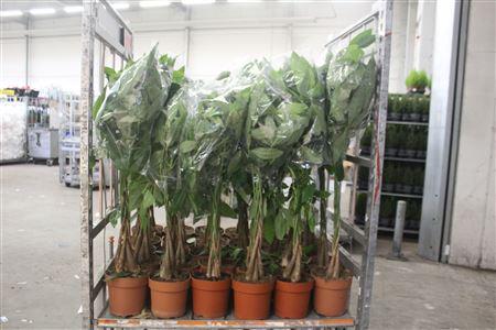 Горшечные цветы и растения оптом Pachira Aquatica 5pp от 1шт из Голландии с доставкой по России